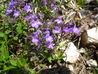 12 Thymus praecox - timo a peli variabili Lamiaceae